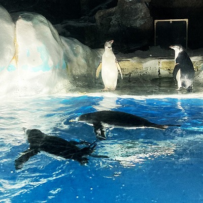 名古屋港水族館