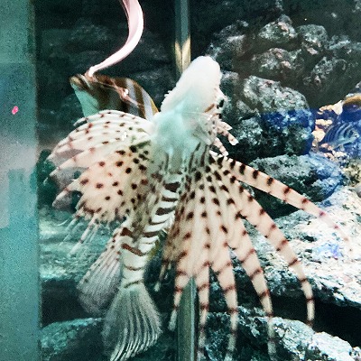名古屋港水族館
