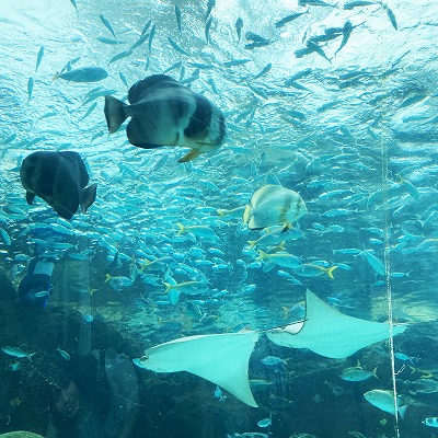 名古屋港水族館