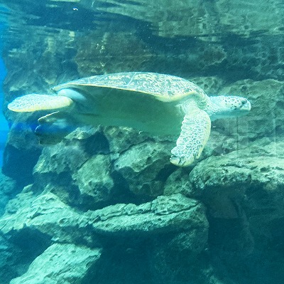 名古屋港水族館