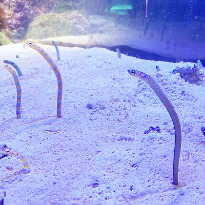 名古屋港水族館