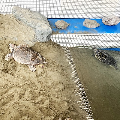 名古屋港水族館