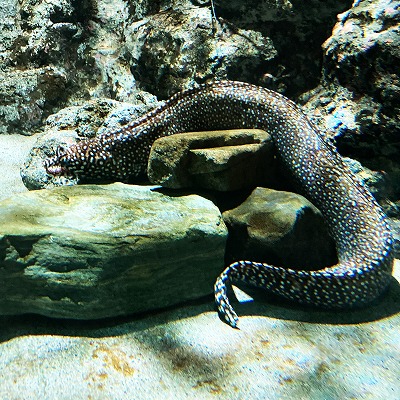 名古屋港水族館