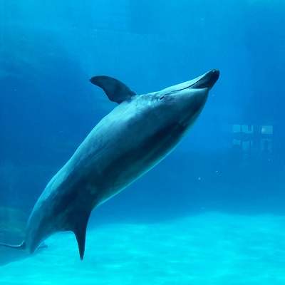 名古屋港水族館