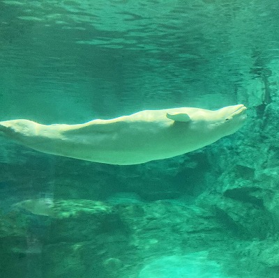 名古屋港水族館