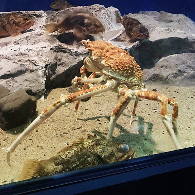 名古屋港水族館