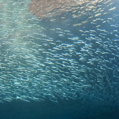 名古屋港水族館