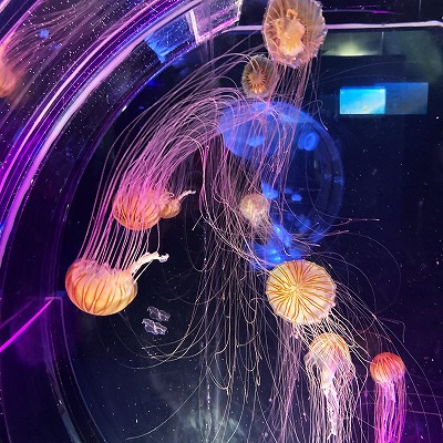 名古屋港水族館